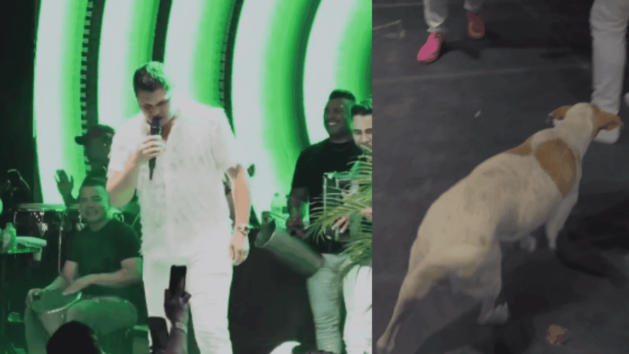 Momento en el que un perro sube a la tarima de Elder Dayán.