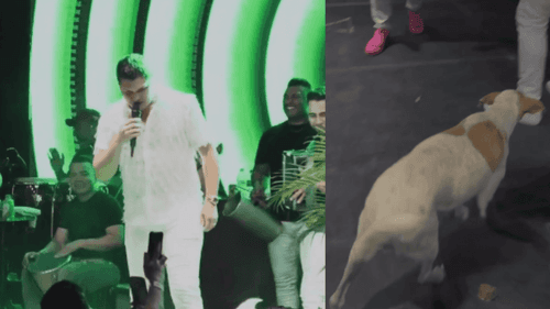 Momento en el que un perro sube a la tarima de Elder Dayán.